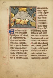 En Phoenix (JgEpBOK0IafeoA)